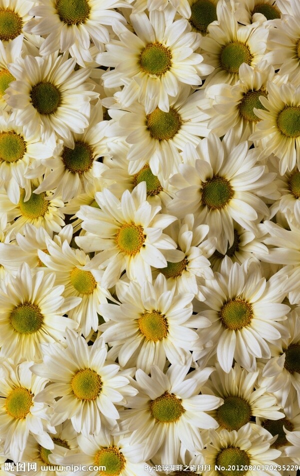 黄白菊花图片