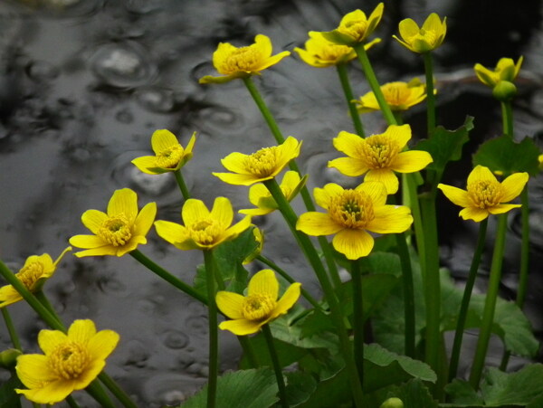 雨中莲花