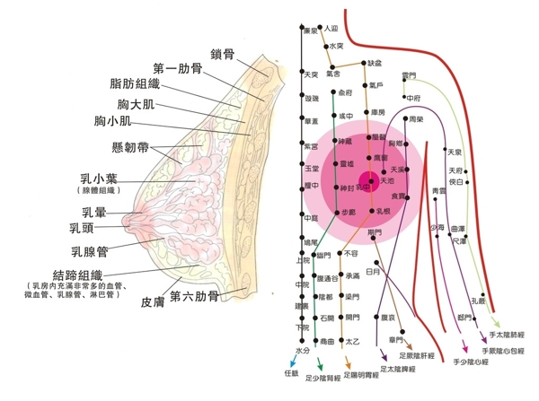 乳房穴道矢量图图片