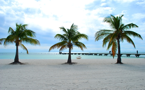 海边椰子树图片下载