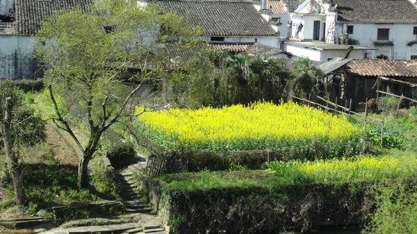 婺源油菜花图片