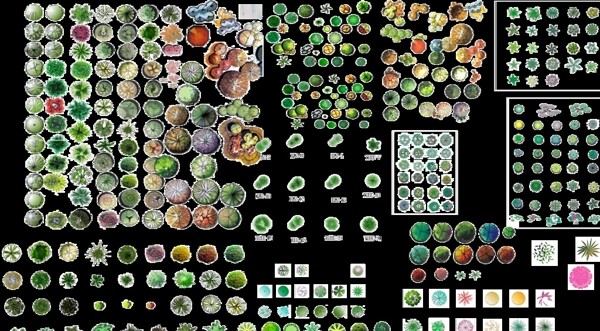 园林植物平面素材彩图图片