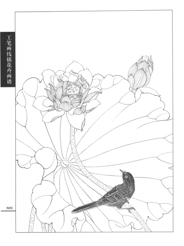 工笔荷花白描画谱图片