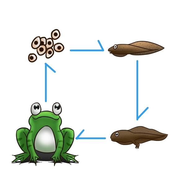 青蛙两栖动物的生长过程