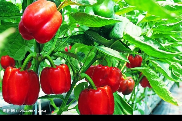 高清农作物红辣椒图片