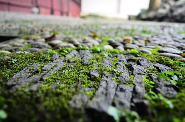 苏州园林苔藓图片