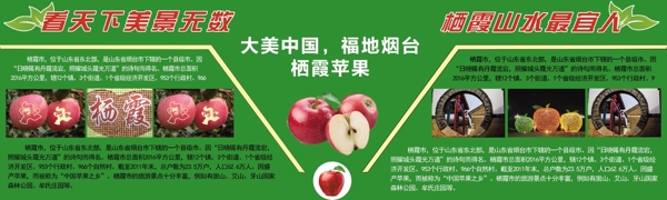栖霞苹果宣传展板