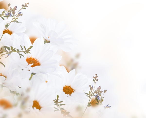 白色菊花与植物图片
