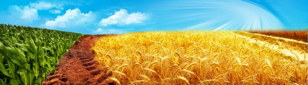 小麦地玉米地组合图片