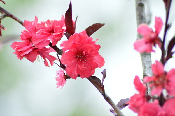 红梅花儿开