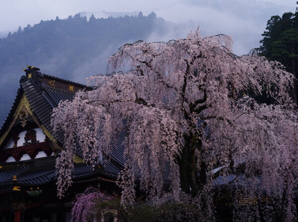 寺庙旁的樱花树图片