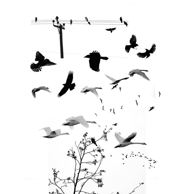 天空飞翔的大雁和鸟群笔刷