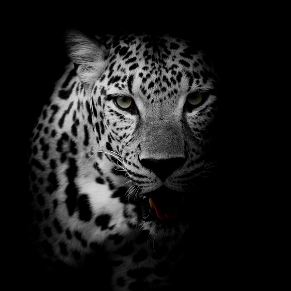 豹子黑白艺术照