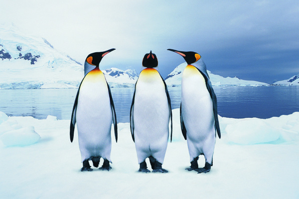 列队的企鹅三只正面图片