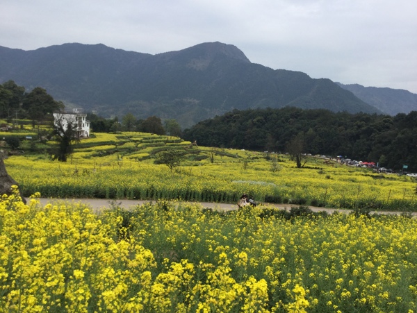 江岭油菜花