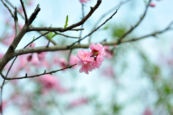 樱花图片