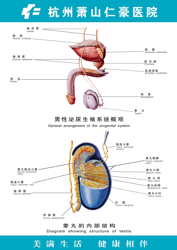 医疗人体科室挂图13男性泌尿生殖系统概观