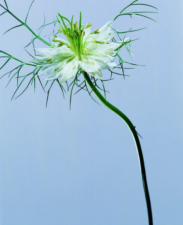 花姿花颜花一束花百花世界花朵花草花蕊花瓣全球首席设计大百科