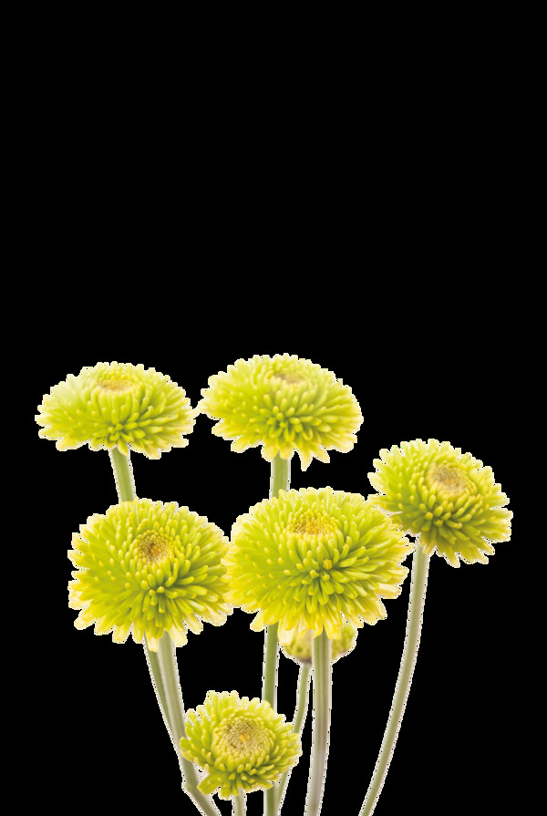 黄色菊花透明素材