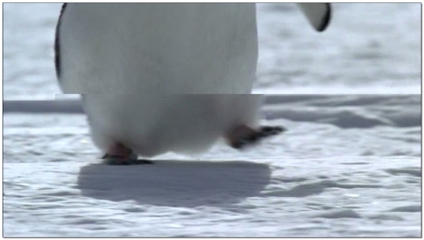 南极动态视频素材