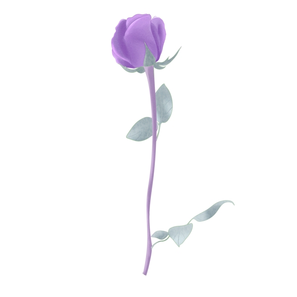 手绘水彩节日用花紫玫瑰