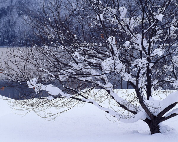 冬天雪景雪景大雪