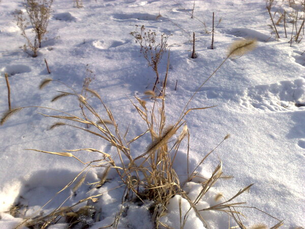 雪地小草