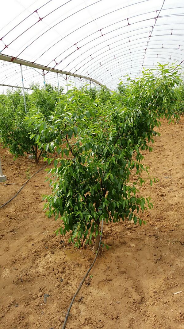 大棚种植枣树