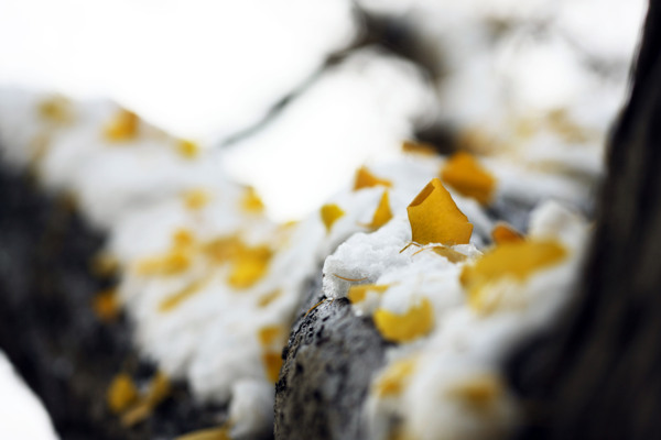 银杏树叉的雪图片