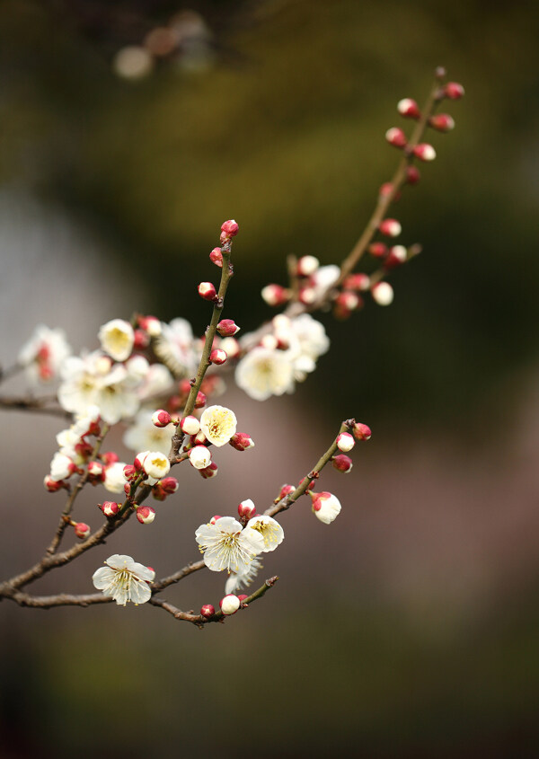 梅花