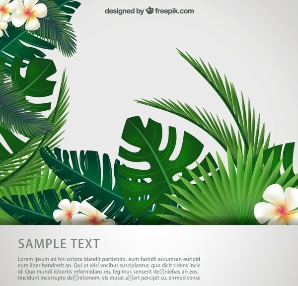 热带植物矢量图片