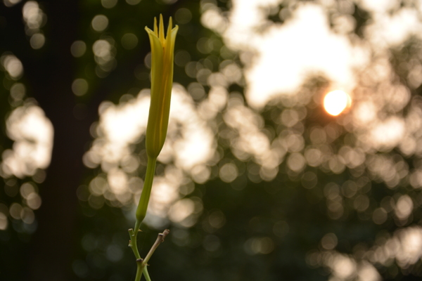 夕阳下的花