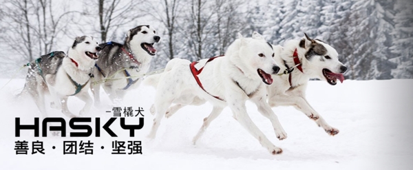 雪橇犬图片