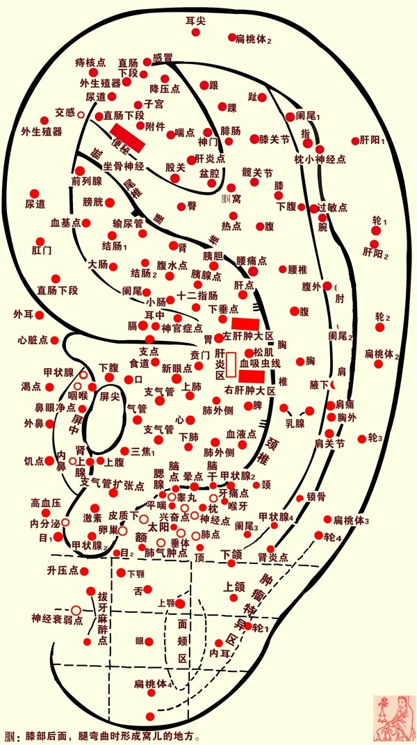 耳朵穴位图图片