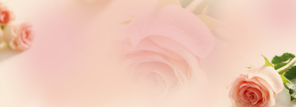 粉色玫瑰花背景