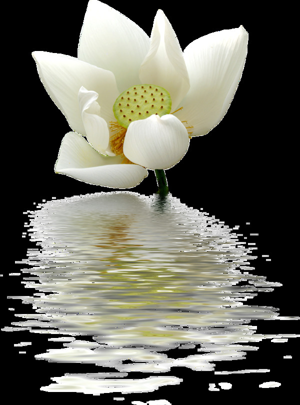 一朵在水上盛放的莲花透明素材