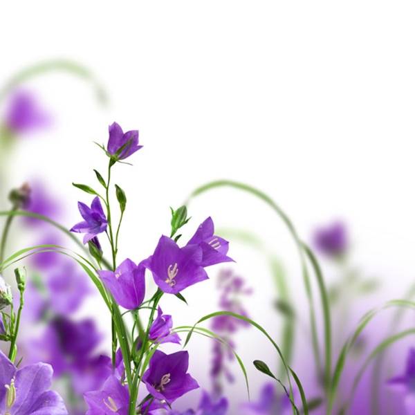 紫色清新花朵唯美背景图