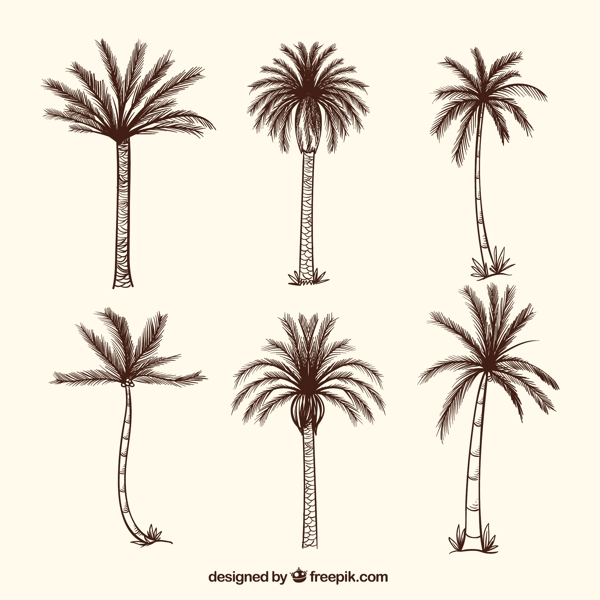 手绘素描棕榈树插图
