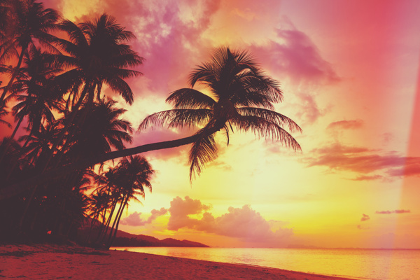 晚霞美丽椰子树风景图片