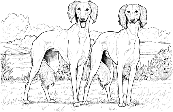 DOG犬科动物狗动物素描