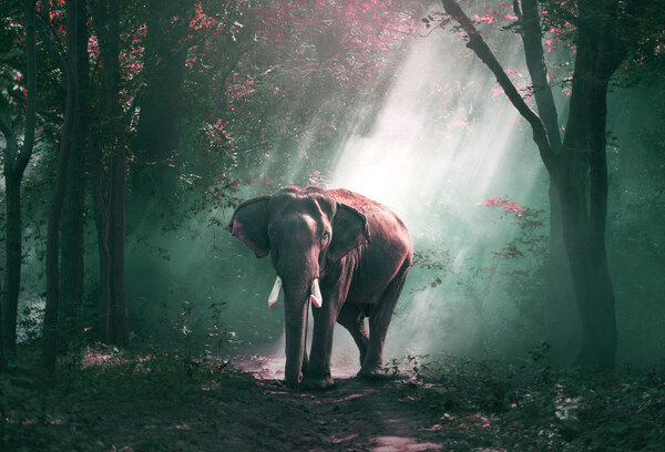 深林中的大象