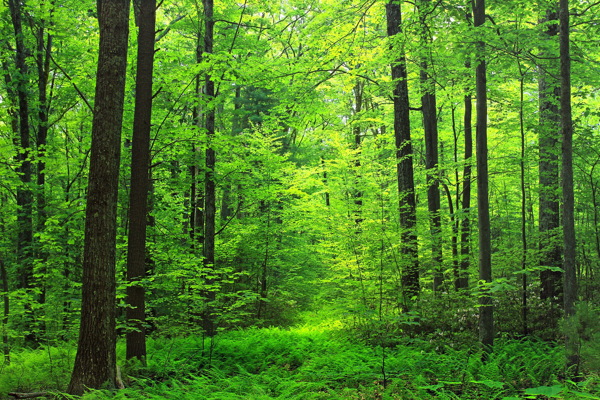 绿色树林风景