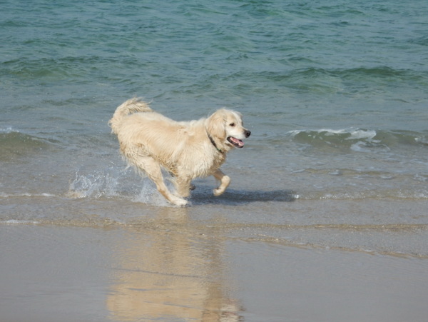 海边金毛犬图片