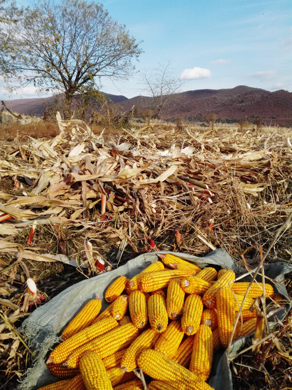 玉米地收割