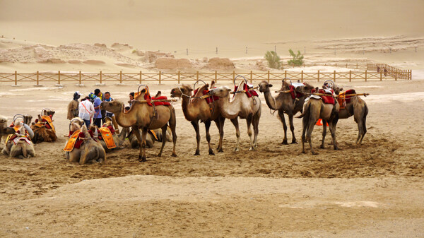 骆驼与沙尘暴