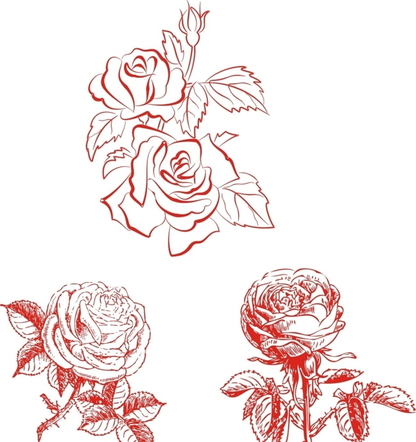 玫瑰花素描