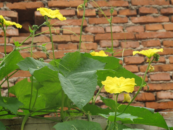 丝瓜花图片