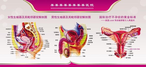 妇科解剖图图片