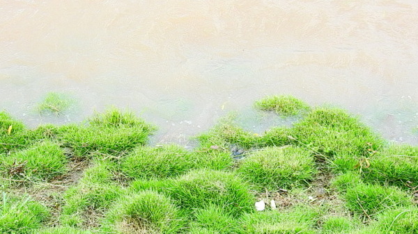 绿草水浪