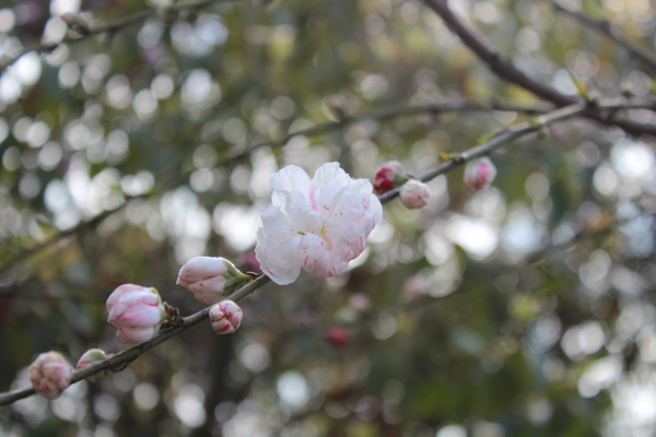 白色桃花图片